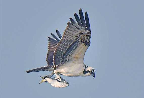 Osprey with Fish by Alan Lenk